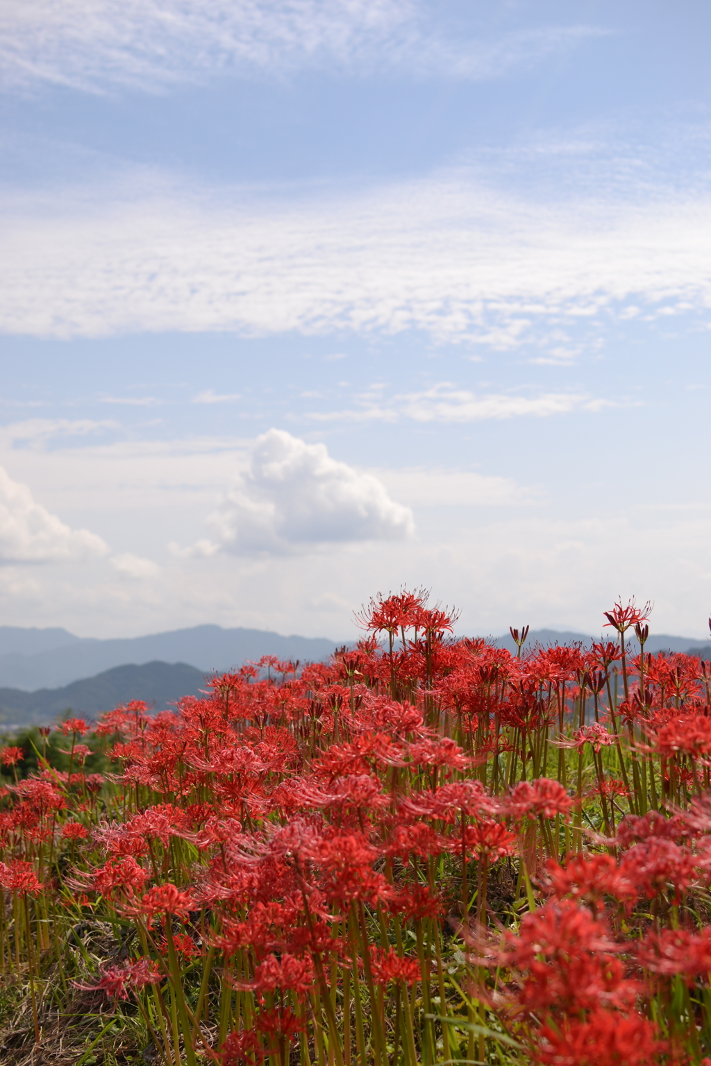 お彼岸