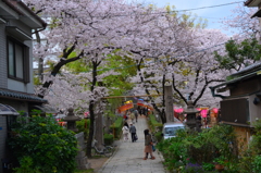 都会の桜