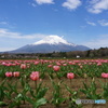 富士山とチューリップ