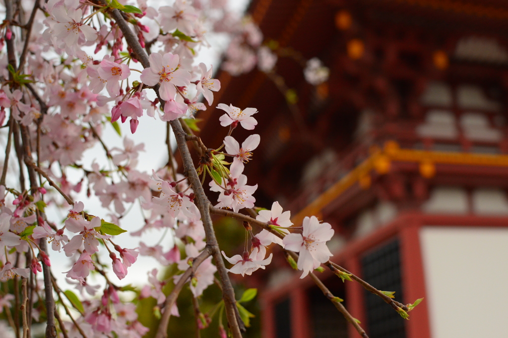 四天王寺の春