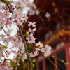 四天王寺の春