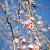 UME（梅）