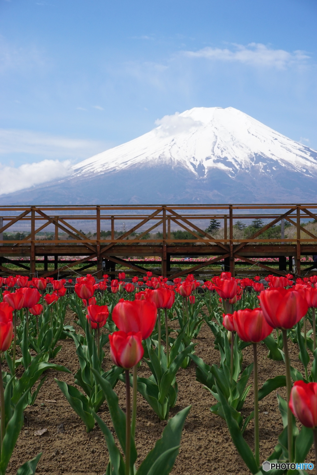 チューリップと富士山
