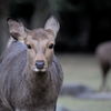 奈良公園　鹿