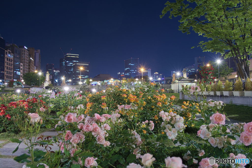 夜のバラ園