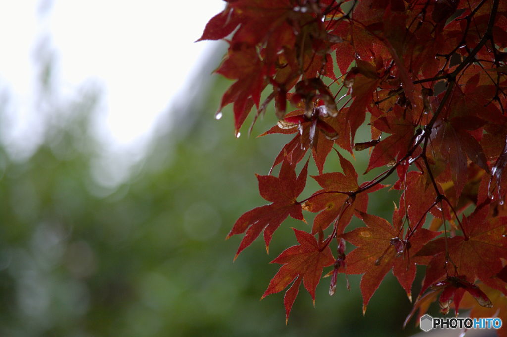 濡れる紅葉