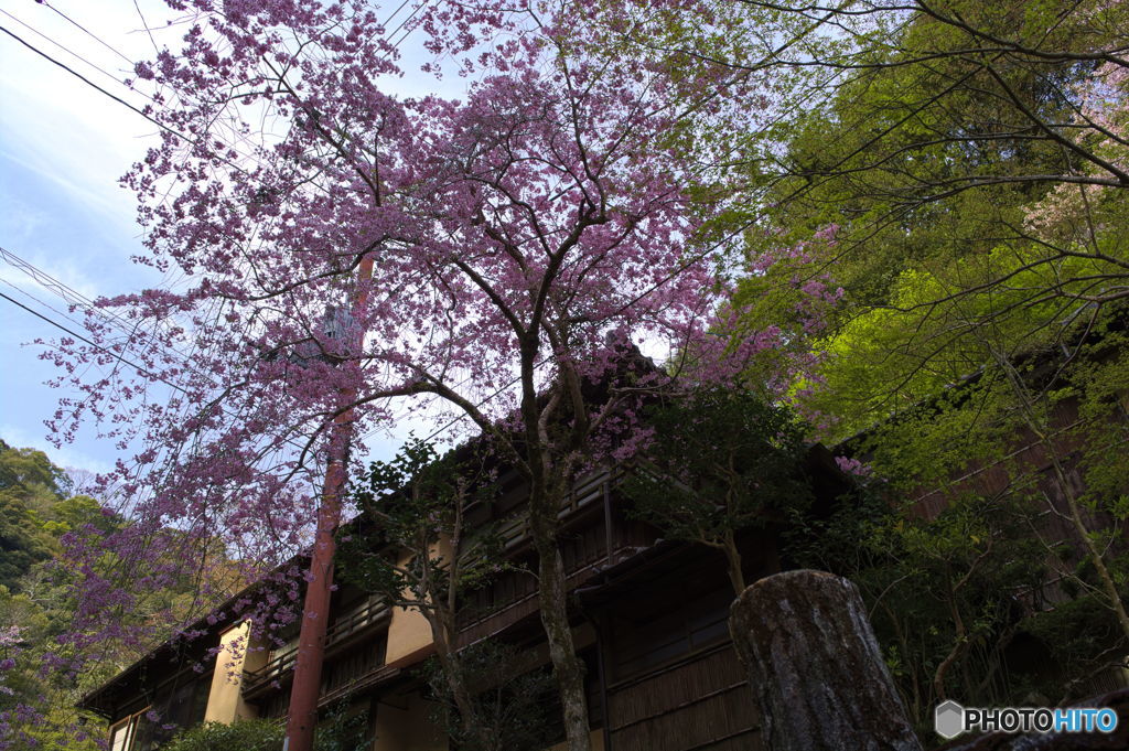 見上げる枝垂れ桜