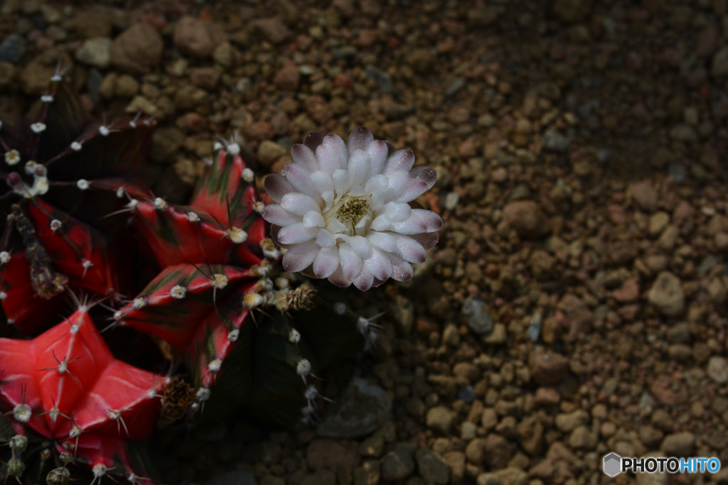 サボテンの花