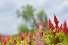 長居植物園