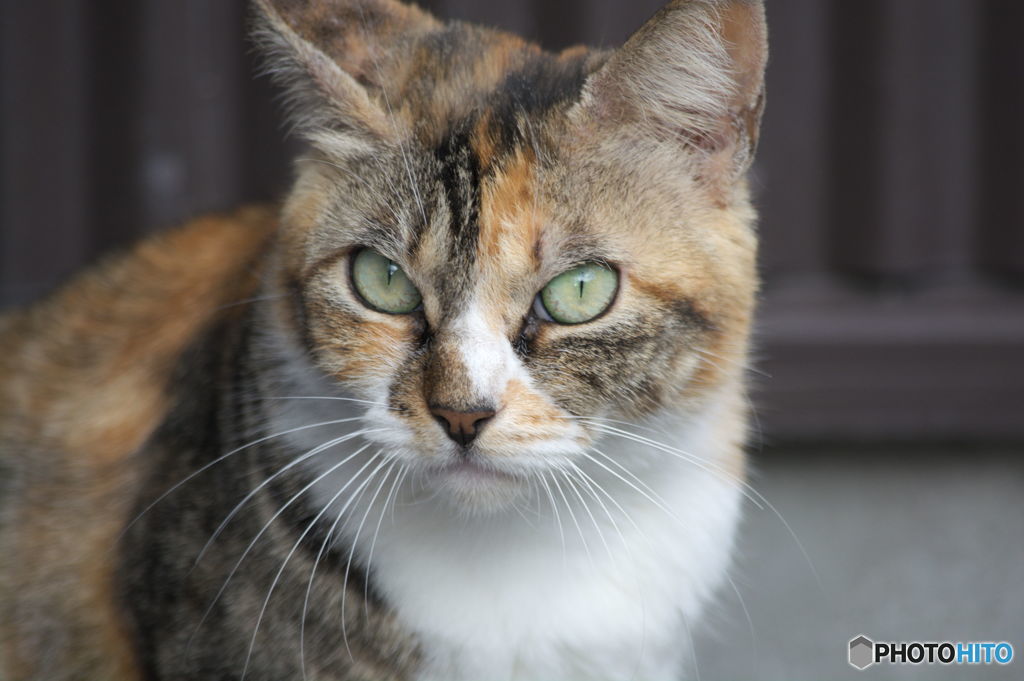 近所の野良猫君１