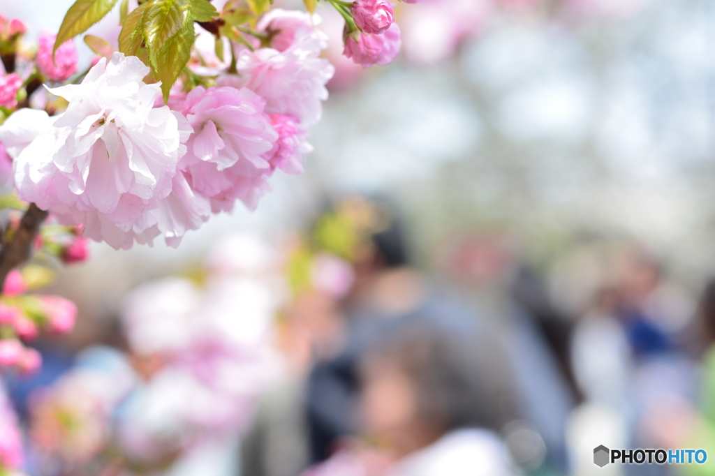 桜の通り抜け　桜