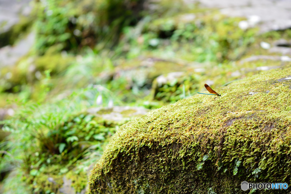 秋はまだかな？
