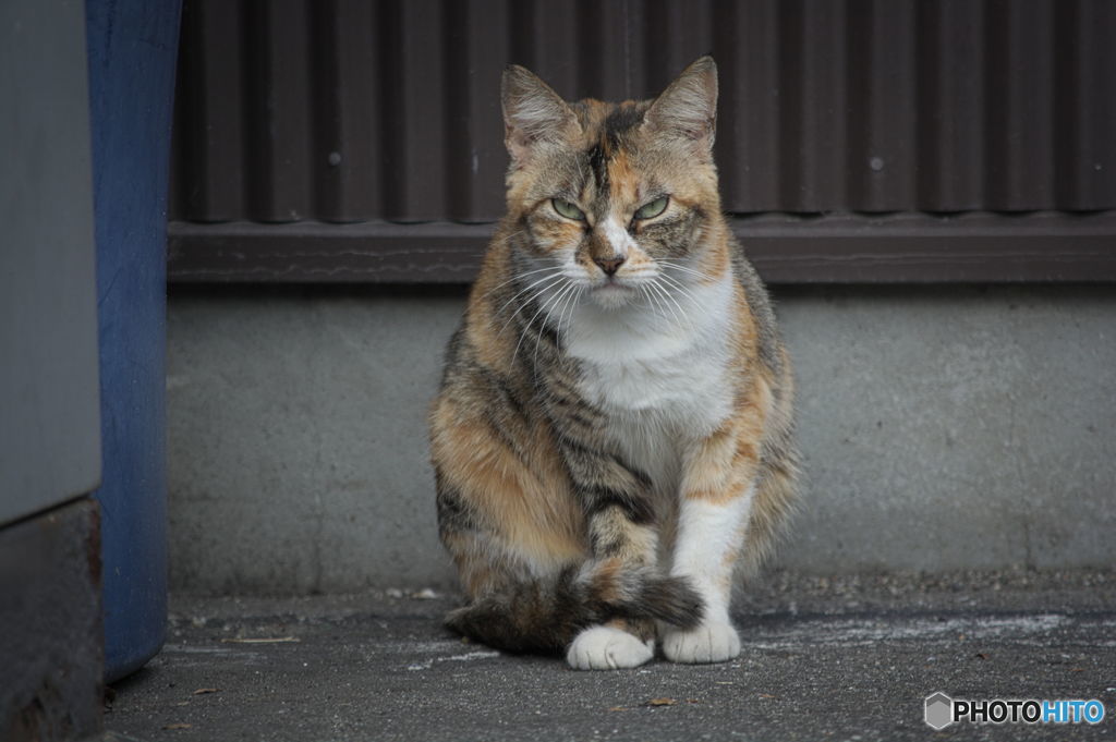 野良の威厳