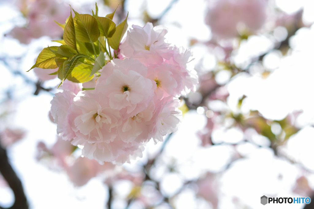 桜の通り抜け　桜