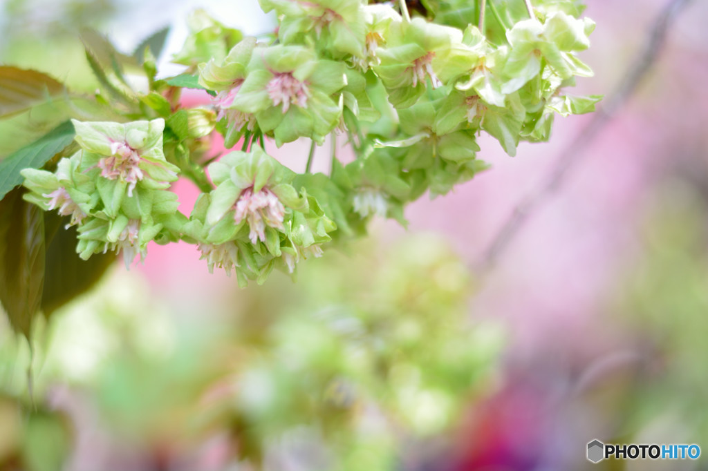 桜の通り抜け　桜