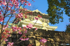 桜と大阪城