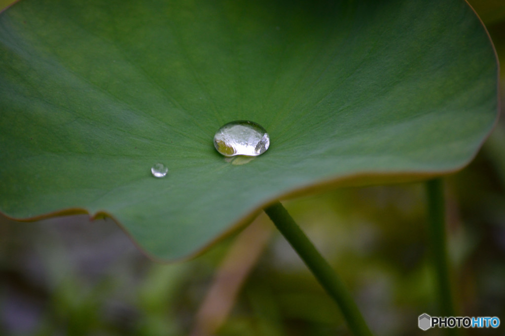 梅雨ですね