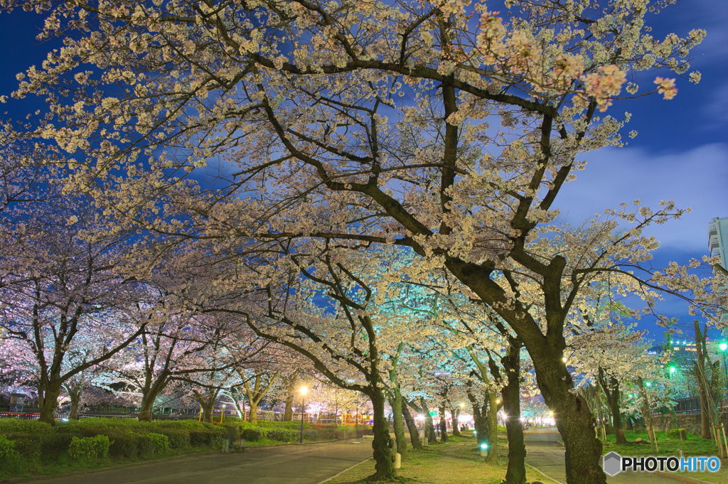 夜の桜道