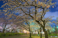 夜の桜道