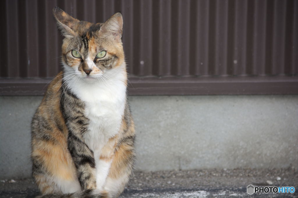 近所の野良猫君３