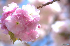 桜の通り抜け　桜