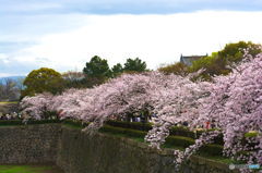 大阪城　空堀の桜