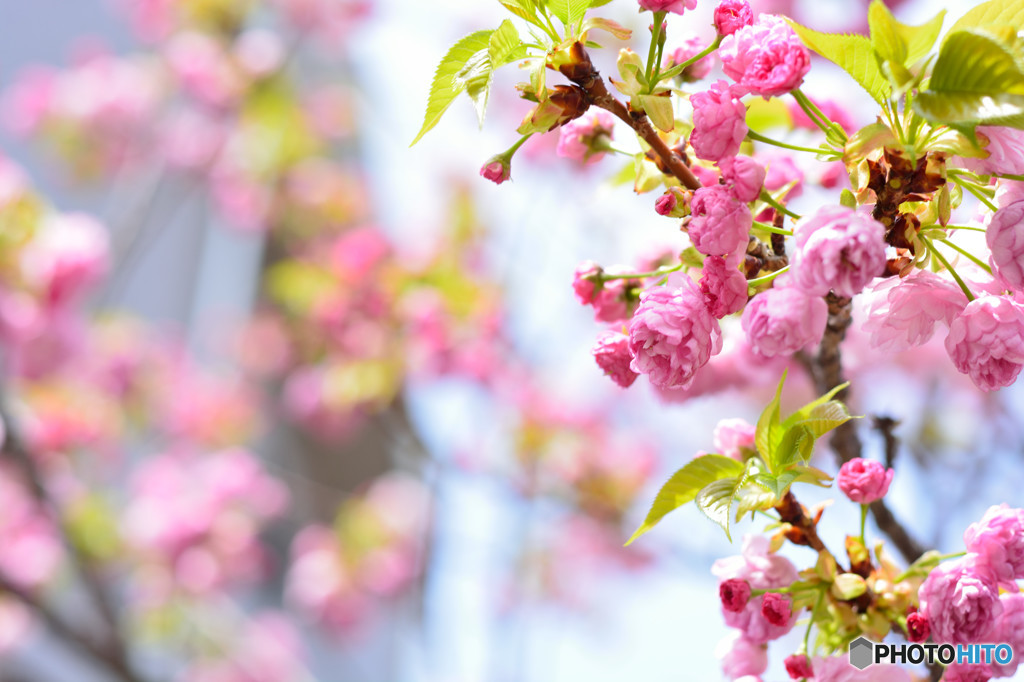 桜の通り抜け　桜