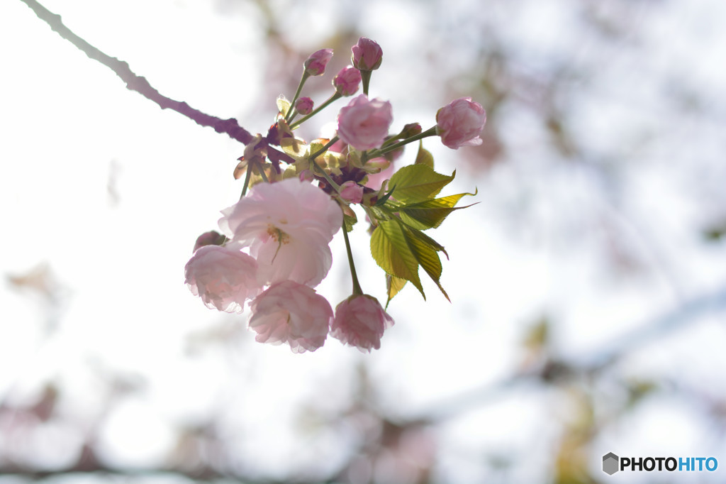 桜の通り抜け　桜