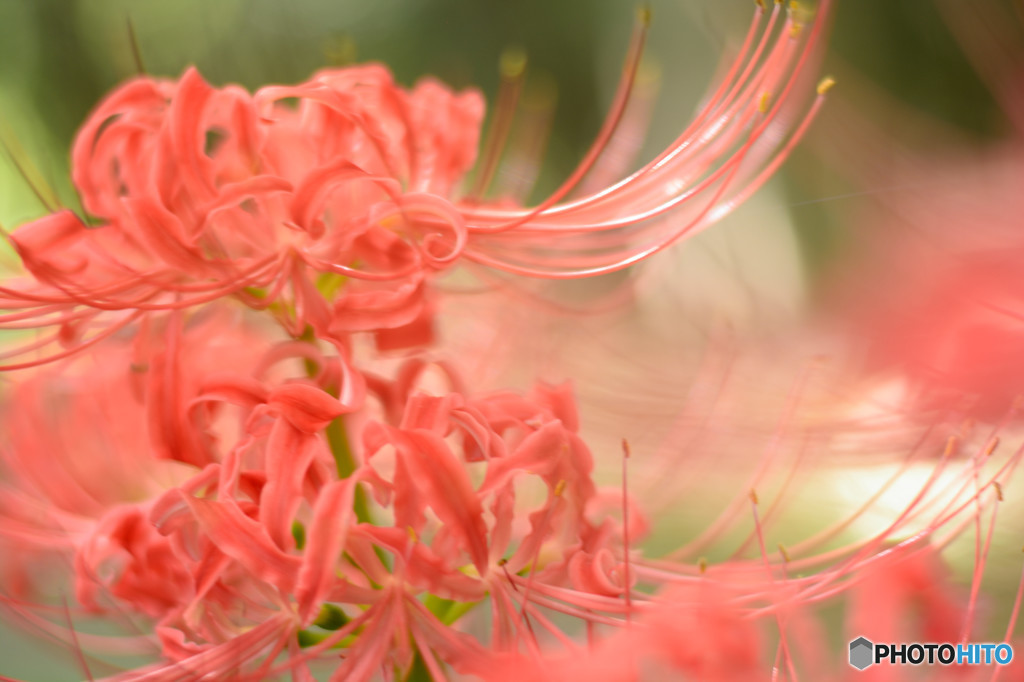 彼岸花