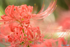 彼岸花