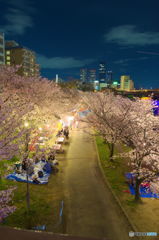 夜の桜並木