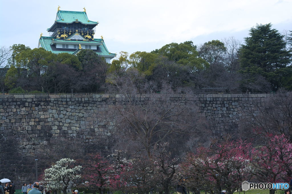 大阪城と梅