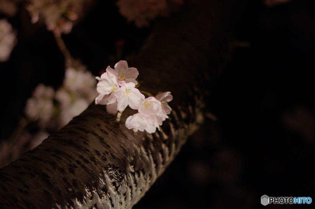 夜桜　河岸公園