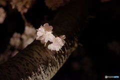 夜桜　河岸公園