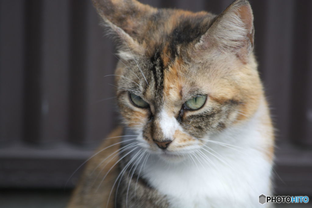 近所の野良猫君２