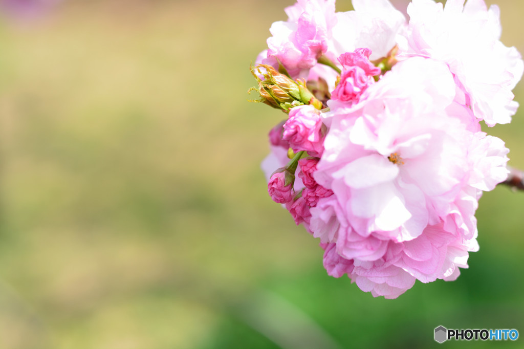 桜の通り抜け　桜