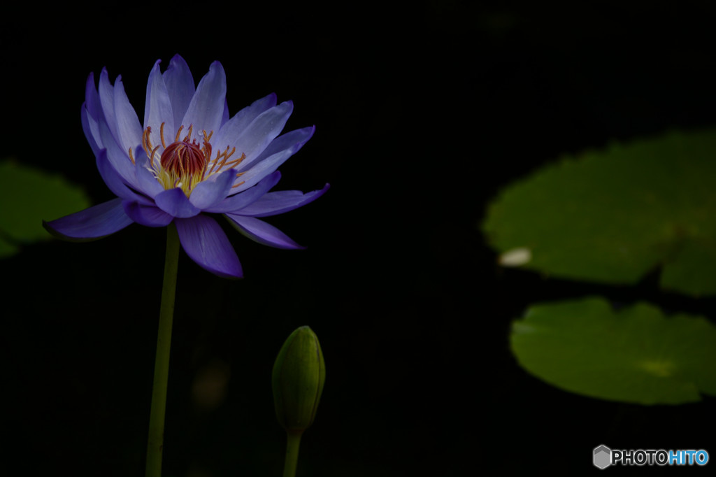 咲くやこの花館