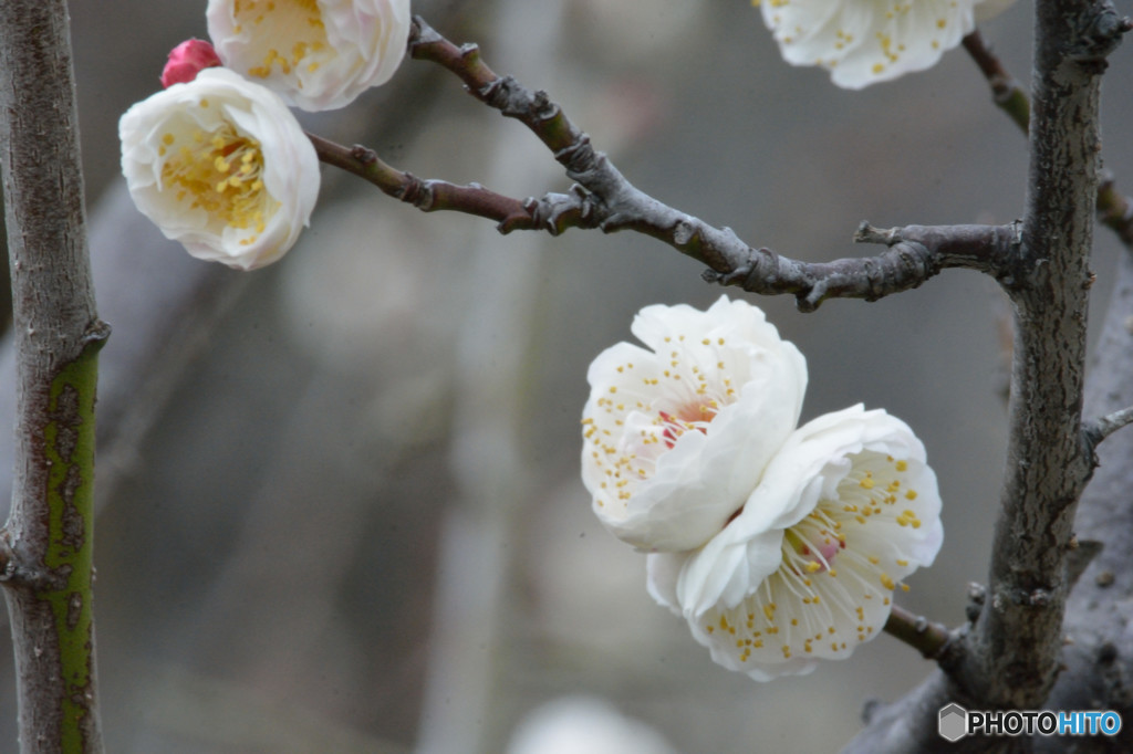 梅花　大阪城公園