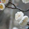 梅花　大阪城公園