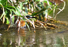 シークエンス１