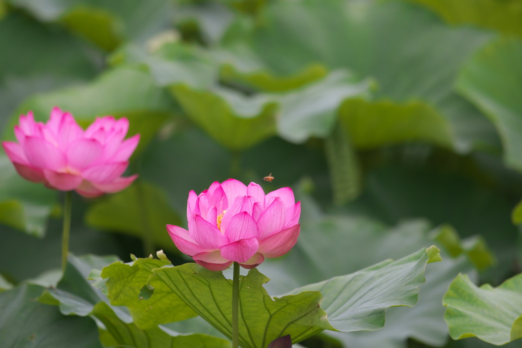 蓮と蜂