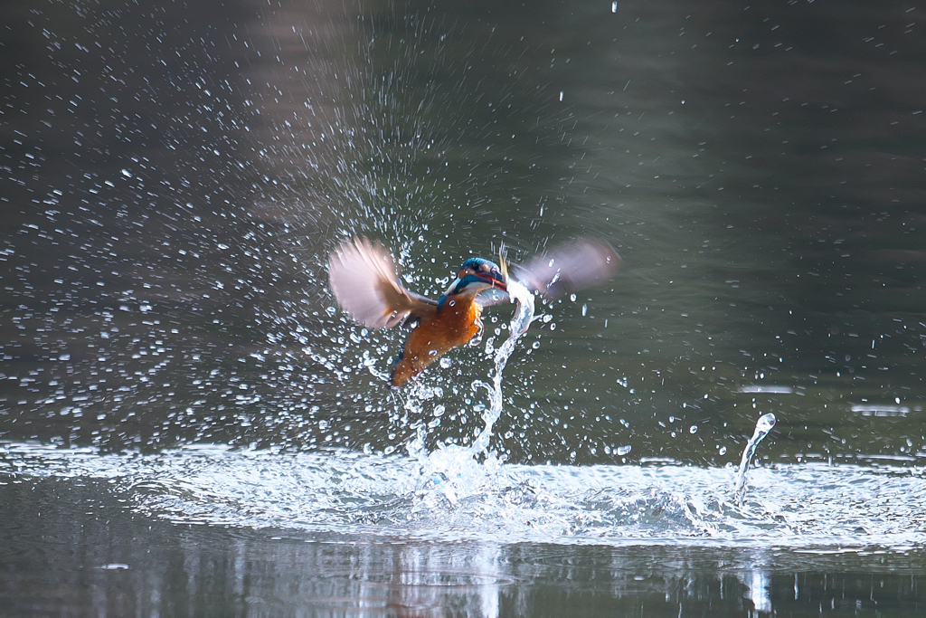 ホバからのダイブ