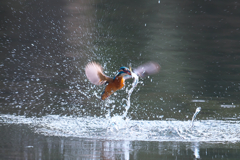 ホバからのダイブ