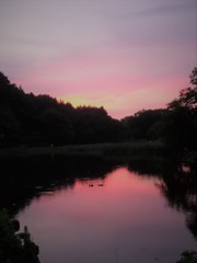 夕焼けとカイツブリ