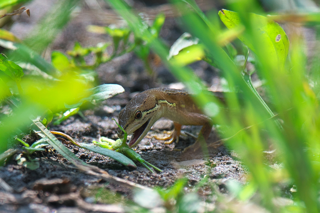 カナヘビ捕食中