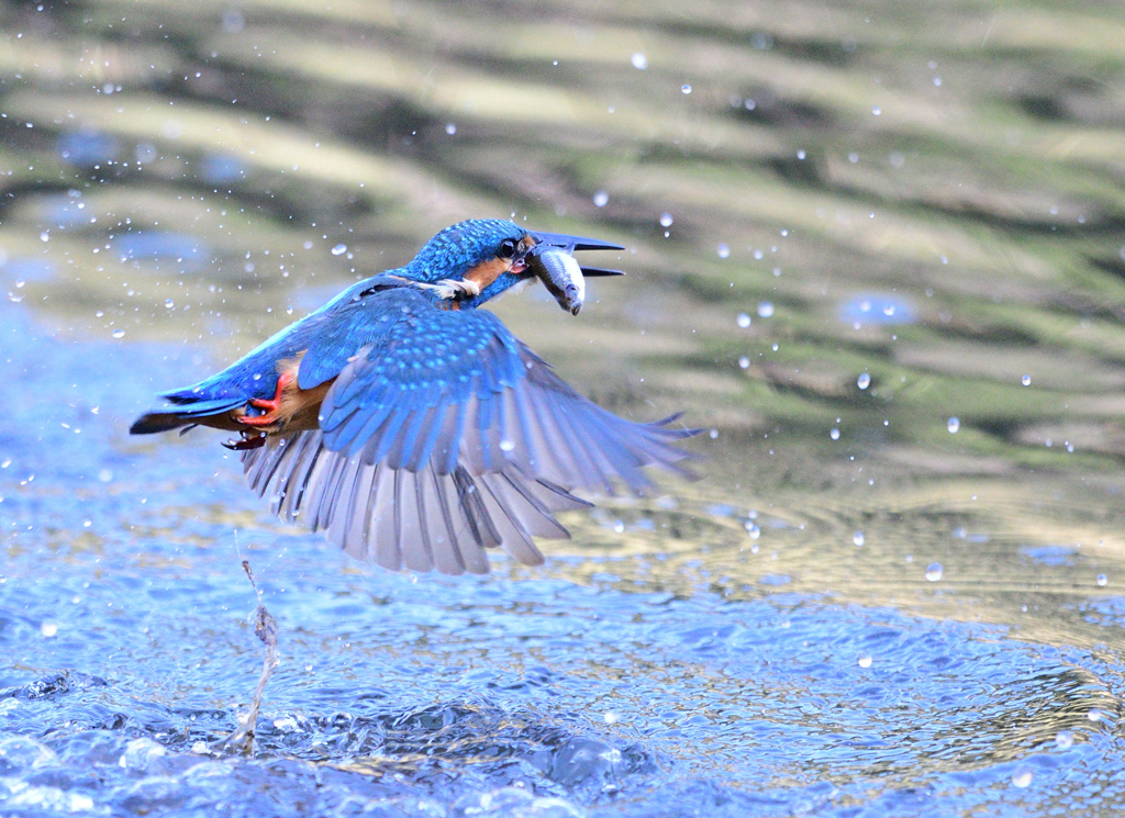 たまには大きいお魚もゲット。