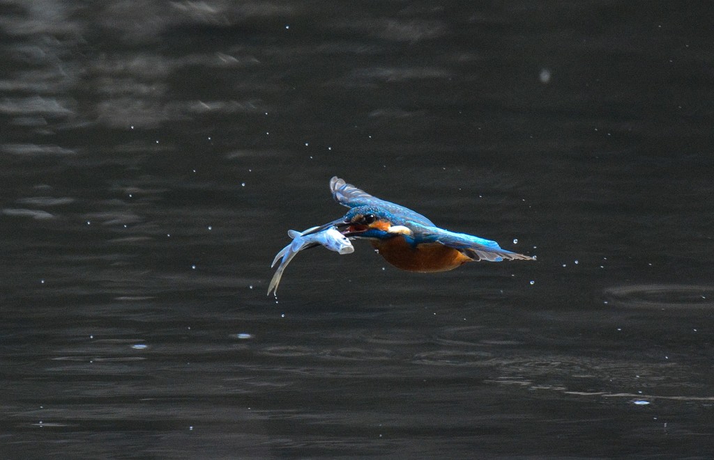 大物捕ったどー
