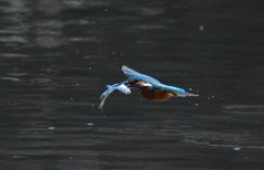 大物捕ったどー