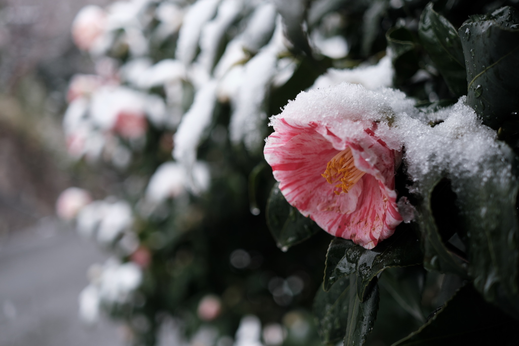 初雪