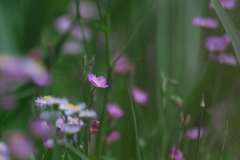 野花